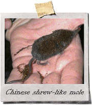 One of the animals we work with